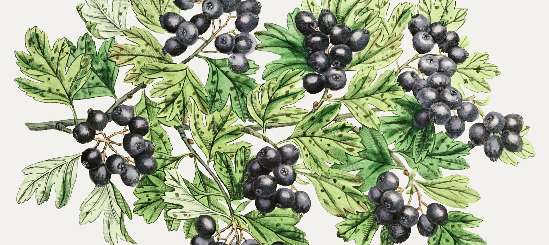 Project image of Amanda Lee's